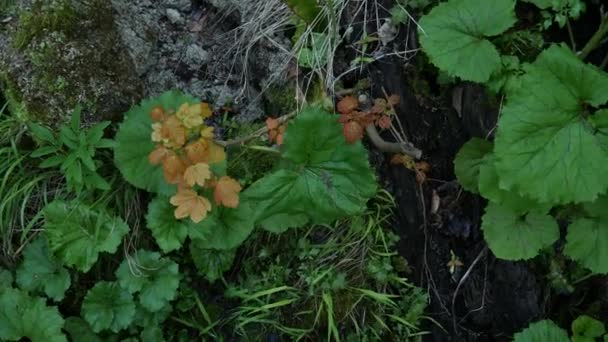 Plantas primer plano del Parque Nacional de los Lagos de Plitvice en Croacia. Los lirios de agua están creciendo activamente en el lago, creciendo constantemente en el agua y floreciendo como dientes de león . — Vídeo de stock