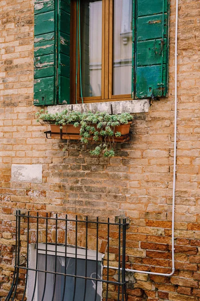 Close-ups de fachadas de edifícios em Veneza, Itália. Textura da parede da casa de tijolo vermelho. Janela de madeira com persianas verdes e um vaso de varanda com flores suculentas . — Fotografia de Stock