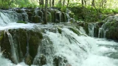 Hırvatistan 'daki Ulusal Park' taki Plitvice Gölleri 'ndeki ağaçların arasında küçük şelaleler. Yoğun yeşil bahar yaprak döken orman. Dağ nehirlerinin sularının aktığı yosun içinde birçok taş akıntısı.