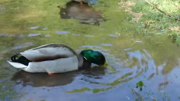 Turyści karmią chleb kaczki krzyżówki nad jeziorami Plitwickimi w parku narodowym w Chorwacji. Zbliżenie do Jezior Plitwickich — Wideo stockowe