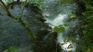 Hırvatistan 'daki Ulusal Park' taki Plitvice Gölleri 'ndeki ağaçların arasında küçük şelaleler. Yoğun yeşil bahar yaprak döken orman. Bir dağ nehrinin büyük ve güçlü akıntısı şelaleden aşağı iniyor..