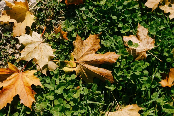 Ohnivě žluté podzimní javorové listy, v kapkách rosy, leží na zelené trávě. — Stock fotografie