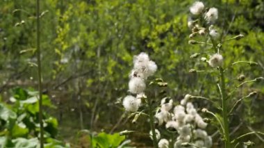 Hırvatistan 'daki Plitvice Gölleri Ulusal Parkı' na yakın tesisler. Su zambakları aktif olarak gölde büyüyorlar. Suda sürekli büyüyorlar ve karahindiba gibi çiçek açıyorlar..