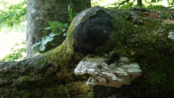 Champiñón blanco yesca hongo en el árbol. tronco de árbol caído en el bosque en el follaje de otoño — Vídeos de Stock