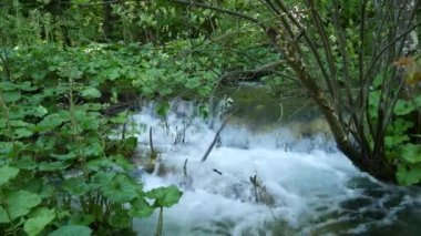 Hırvatistan 'daki Ulusal Park' taki Plitvice Gölleri 'ndeki ağaçların arasında küçük şelaleler. Yoğun yeşil bahar yaprak döken orman. Şelalenin köpüklü hızlı suları.