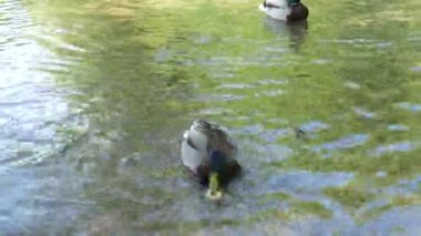 Turistler, Hırvatistan 'daki ulusal bir parkta Mallard Duck' ı Plitvice göllerinde ekmek ile besliyor. Plitvice Göllerinin yakın plan detayları