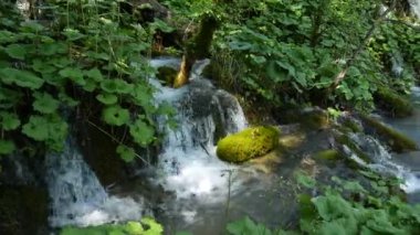 Hırvatistan 'daki Ulusal Park' taki Plitvice Gölleri 'ndeki ağaçların arasında küçük şelaleler. Yoğun yeşil bahar yaprak döken orman. Dağ nehrinin suları yosunların ve burunların arasında..