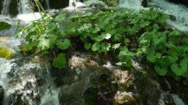Hırvatistan 'daki Ulusal Park' taki Plitvice Gölleri 'ndeki ağaçların arasında küçük şelaleler. Yoğun yeşil bahar yaprak döken orman. Bir dağ nehrinin suları tarafından yıkanan bir sürü yeşil kupa..