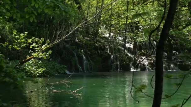 De rotte driftwood close-up ligt boven een stormachtige waterstroom van een bergrivier op de Plitvice Meren, in Kroatië. Ivy kruipt langs een boomstam. — Stockvideo