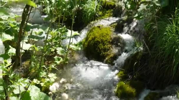 小瀑布落在克罗地亚国家公园里普里特维茨湖上的树上。茂密的绿色春天落叶森林.一条小山河在苔藓中冲刷着一块石头. — 图库视频影像