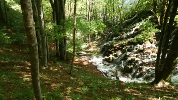 Hırvatistan 'daki Ulusal Park' taki Plitvice Gölleri 'ndeki ağaçların arasında küçük şelaleler. Yoğun bir ormanda kayalık bir şelale. Yoğun yeşil bahar yaprak döken orman. — Stok video