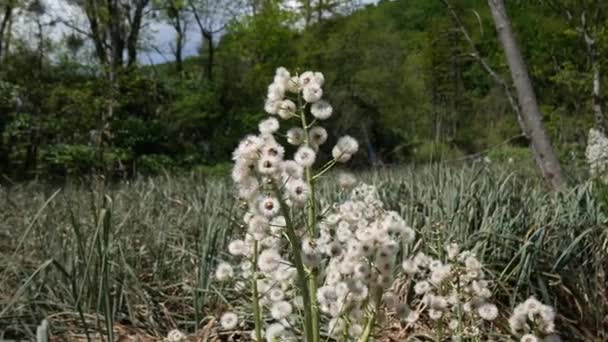 Flores esponjosas blancas similares a diente de león en los lagos de Plitwick en Croacia — Vídeos de Stock