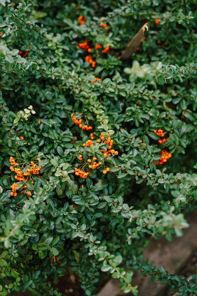 Yeşil çalılıklarda turuncu küçük meyveler. Pyracantha, Rosaceae familyasından bir çalı cinsidir.. — Stok fotoğraf
