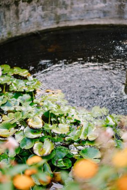 Çeşmedeki Lily. Küçük taştan bir çeşme..