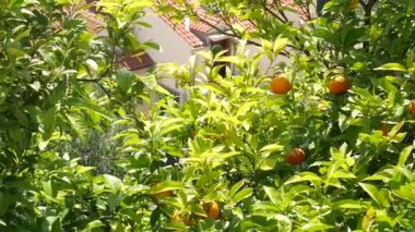 Ağacın dallarında olgun portakal mandalları.