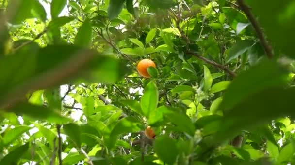 Mandarines orange mûres sur les branches d'un arbre . — Video