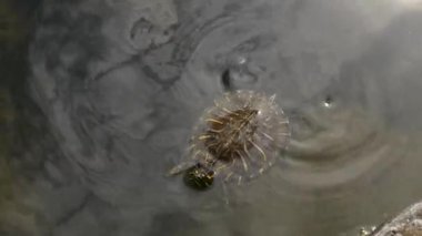 Trachemys scripta kaplumbağası Hırvatistan 'ın Trsteno Çeşmesi' nin suyunda yüzüyor.