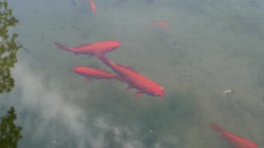 Kırmızı balık çeşmede yüzer. Kırmızı koi sazanı, brokar sazan - Amur alt türünden beslenen süs balığı - Cyprinus carpio haematopterus.
