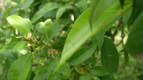 Liten grön mandarin frukt på ett träd. — Stockvideo