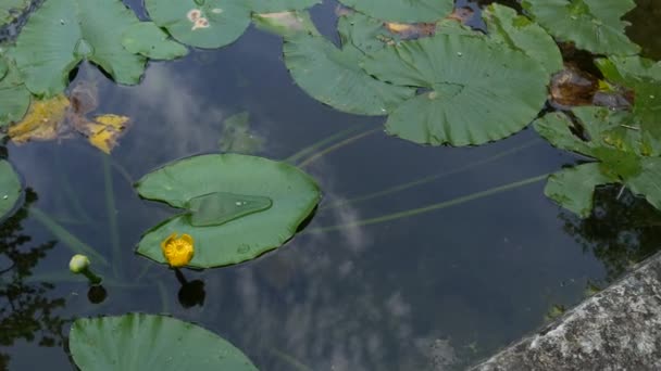 黄胶囊或黄水百合（英语：yellow water Lily-Nuphar lutea）是一种多年生水生植物，是尼布甲科植物的一种。 — 图库视频影像