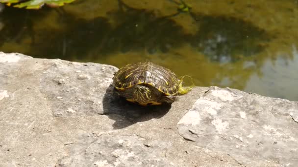 Trachemys scripta schildpad zwemt in het water van Trsteno Fountain, Kroatië. — Stockvideo