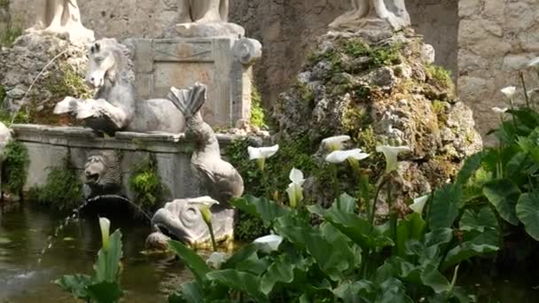 Old stone fountain in the botanical garden Trsteno, near Dubrovnik, Croatia. Statue of Neptune, goldfish in the water, blooming green water lilies. Film location Game of Thrones — Stock Video