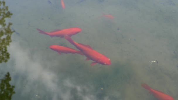 Le poisson rouge nage dans la fontaine. Carpes rouges koï, carpe brocart - poissons d'ornement domestiqués issus de la sous-espèce Amour - Cyprinus carpio haematopterus .