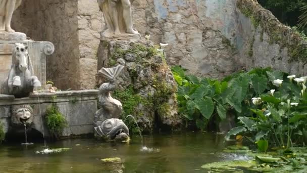 Stará kamenná fontána v botanické zahradě Trsteno, nedaleko Dubrovníku, Chorvatsko. Socha Neptuna, zlatá rybka ve vodě, kvetoucí zelené lilie. Umístění filmu Hra o trůny — Stock video