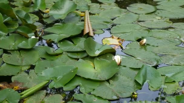 Lilia biała - Nymphaea alba. Wodna roślina, gatunek rodzaju Nymphaeaceae. Zielone liście dzbanów w fontannie w ogrodzie botanicznym Trsteno, Chorwacja. — Wideo stockowe