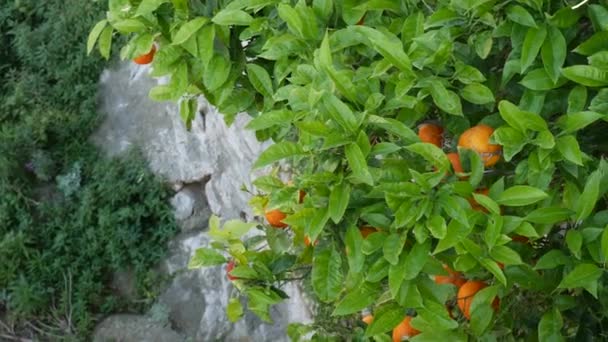 Tangerinas cor-de-laranja maduras em ramos de uma árvore . — Vídeo de Stock