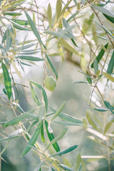 Detailní záběr oliv na větvi stromu. — Stock fotografie