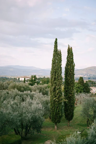 Vistas clásicas de la Toscana en Italia. Olivos verdes al horizonte, cipreses y villas antiguas en las colinas a la luz del atardecer . — Foto de Stock