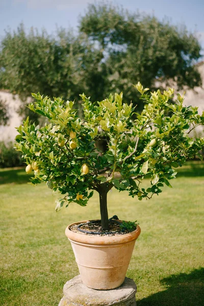 Ağaçtaki sarı limonlar, saksıdaki limon ağaçları..