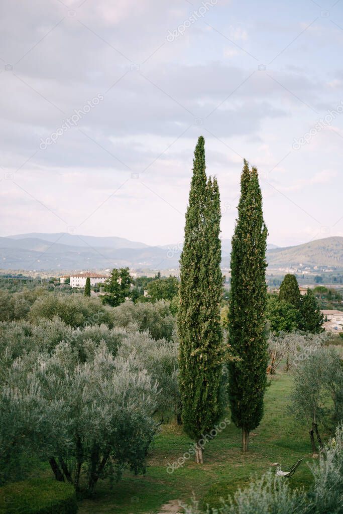 Classic views of Tuscany in Italy. Green olive groves to the horizon, cypress trees, and antique villas on the hills in the sunset light.