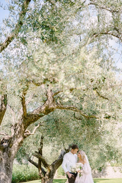 Un couple de mariés se tient sous un olivier. Les mariés marchent dans une oliveraie. Mariage à Florence, Italie, dans une ancienne villa-cave . — Photo