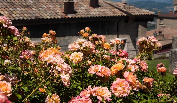 Rosas de jardín en San Marino —  Fotos de Stock