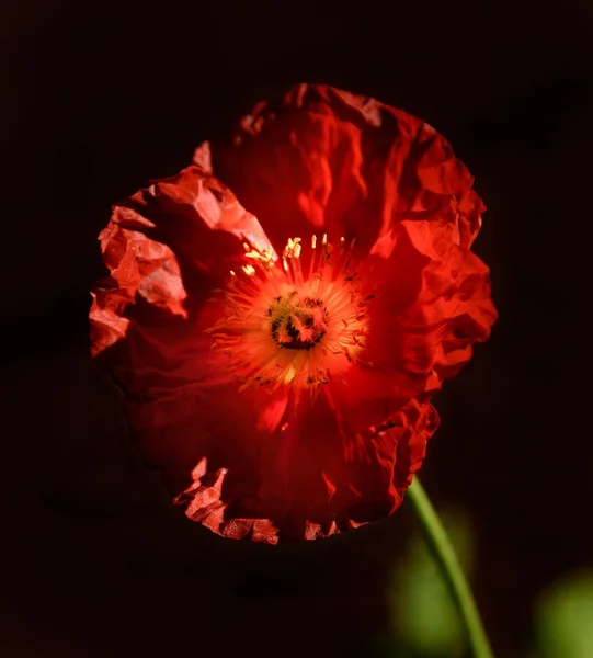 Red Poppy Flower — Stock Photo, Image