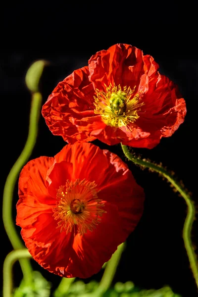 Pair of Red Poppy Flowers — Stock Photo, Image