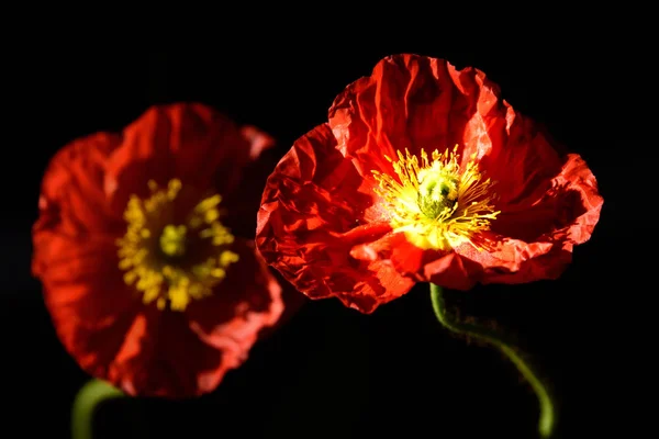 Two Red Poppy Flowers — Stock Photo, Image