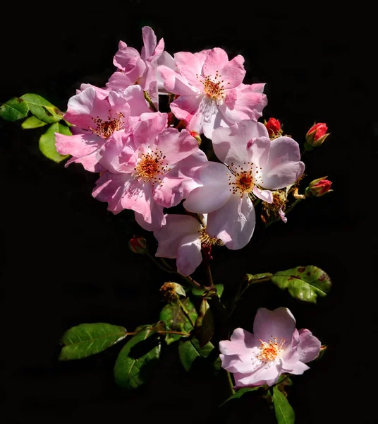 Pink Knockout Rose Branch — Stock Photo, Image