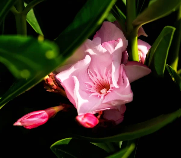 Růžová květina v zahradě — Stock fotografie