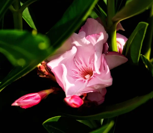 Roze bloem in de tuin — Stockfoto