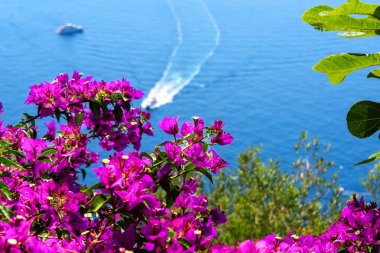 Begonvil çiçeği Amalfi Coast üzerinde