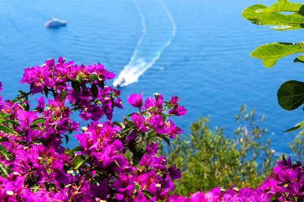 Begonvil çiçeği Amalfi Coast üzerinde — Stok fotoğraf