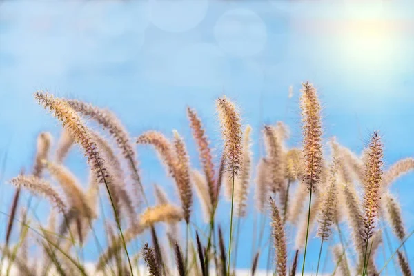 Avena de mar blanda contra el cielo —  Fotos de Stock