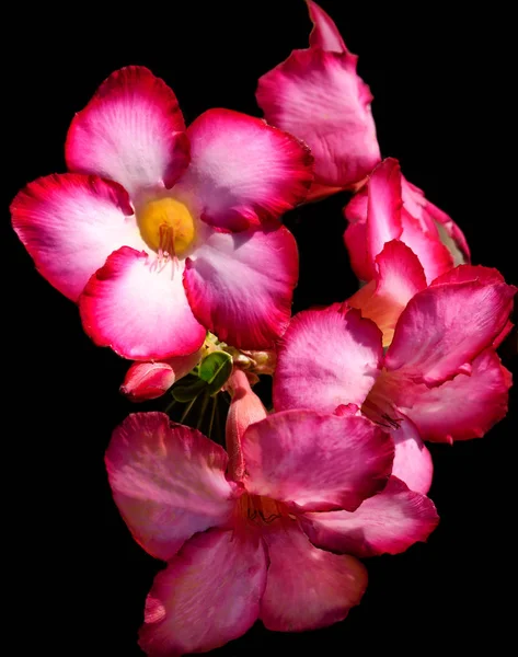 Floare de cactus roz — Fotografie, imagine de stoc