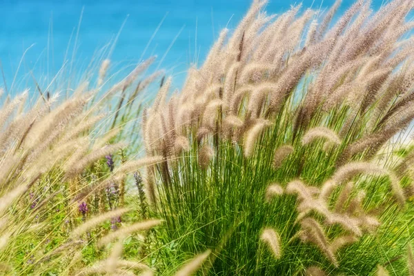 Soft Sea Oats — Stockfoto