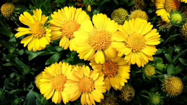 Cluster of Yellow Daisies — Stock Photo, Image