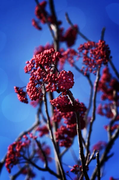 Röda bär gren — Stockfoto