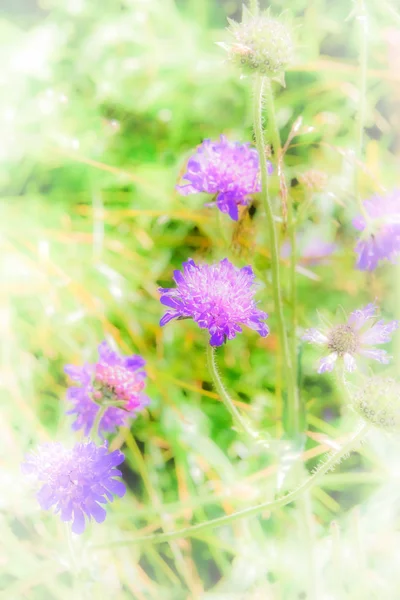 ソフト クローバーの花 — ストック写真